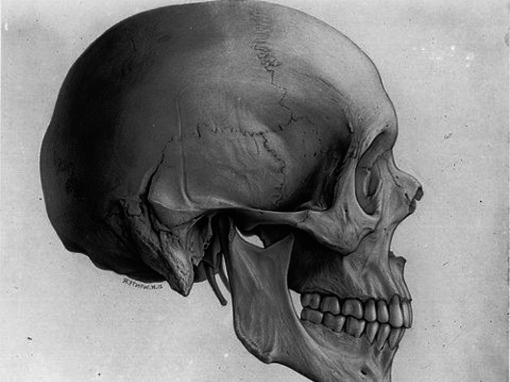 Human Spatial Evolution
